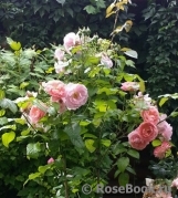 Strawberry Hill Strawberry Hill