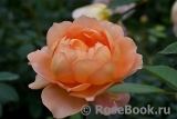Lady of Shalott Lady of Shalott