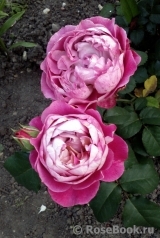 Centenaire de l'Haÿ-les-roses ® Centenaire de l'Haÿ-les-roses ®