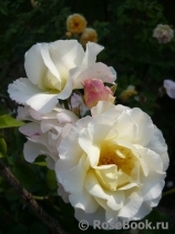 Irene Frain ® Irene Frain ®
