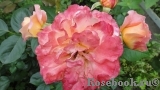 Augusta Luise Augusta Luise