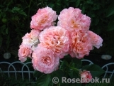 Augusta Luise Augusta Luise