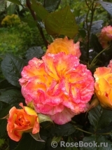 Gartenspass ® Gartenspass ®