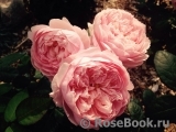 The Alnwick Rose The Alnwick Rose