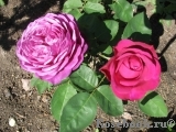 Heidi Klum Rose Heidi Klum Rose