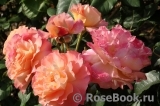 Augusta Luise Augusta Luise