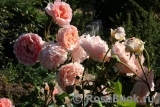 Abraham Darby Abraham Darby