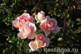 Abraham Darby Abraham Darby