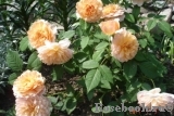 Grace® Grace®
