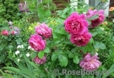 Princess Anne Princess Anne
