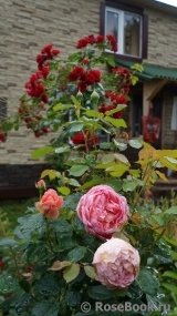 Boscobel Boscobel
