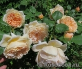 Crown Princess Margareta® Crown Princess Margareta®