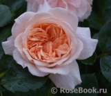Garden of Roses Garden of Roses