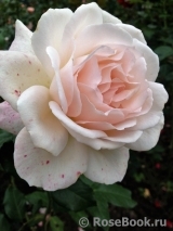 Chandos Beauty Chandos Beauty