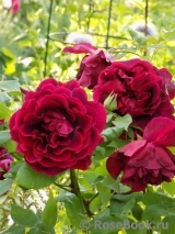 Crimson Glory Cl. Crimson Glory Cl.