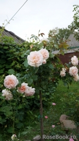 Chandos Beauty Chandos Beauty