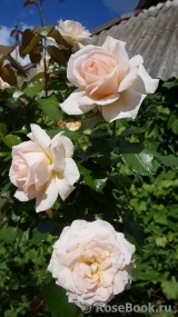 Chandos Beauty Chandos Beauty