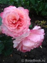 Augusta Luise Augusta Luise