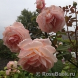 A Shropshire Lad A Shropshire Lad
