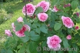 Gertrude Jekyll Gertrude Jekyll