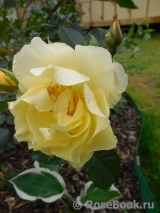 Goldspatz ® Goldspatz ®