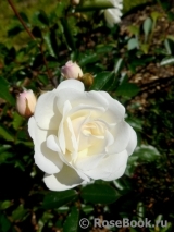 Aspirin Rose Aspirin Rose