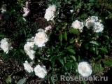 Aspirin Rose Aspirin Rose