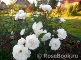 Aspirin Rose Aspirin Rose