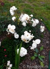 Aspirin Rose Aspirin Rose