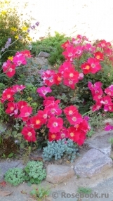 Candia Meillandecor Candia Meillandecor