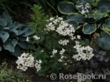 Lucy's Rose Lucy's Rose