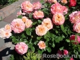 Augusta Luise Augusta Luise