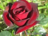 Schwarze Madonna Schwarze Madonna