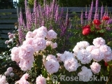 Home & Garden Home & Garden