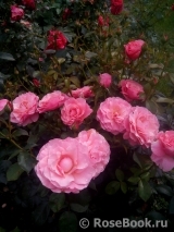 Tickled Pink Tickled Pink