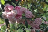 Fleur de Sardaigne Fleur de Sardaigne