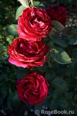 Rose des 4 Vents Rose des 4 Vents