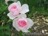 The Wedgwood Rose The Wedgwood Rose
