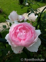 The Wedgwood Rose The Wedgwood Rose