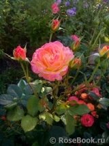 Gartenspass ® Gartenspass ®