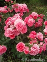 Rosarium Uetersen Rosarium Uetersen
