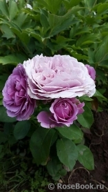 Lavender Ice Lavender Ice