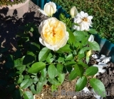 Lions Rose Lions Rose