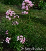 Heavenly Pink Heavenly Pink