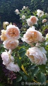 Ginger Syllabub Ginger Syllabub