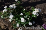 Aspirin Rose Aspirin Rose