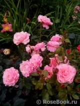 Tickled Pink Tickled Pink