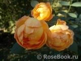 Lady of Shalott Lady of Shalott