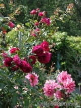 Falstaff® Falstaff®