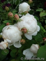 Glamis Castle® Glamis Castle®